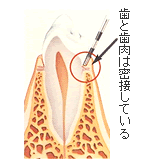 健康な状態